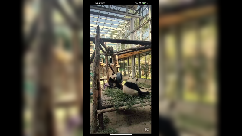 双胞胎大熊猫萌宝萌玉一起吃饭