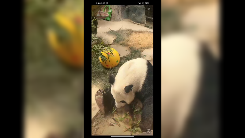 大熊猫也过端午节，好可爱啊