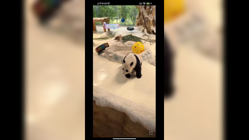 大熊猫在室内还爬墙，调皮啊