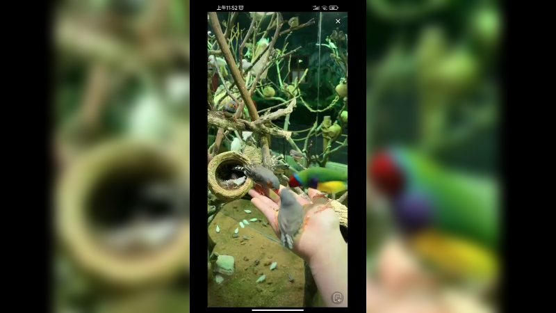 美女小姐姐喂鸟吃东西，可爱啊