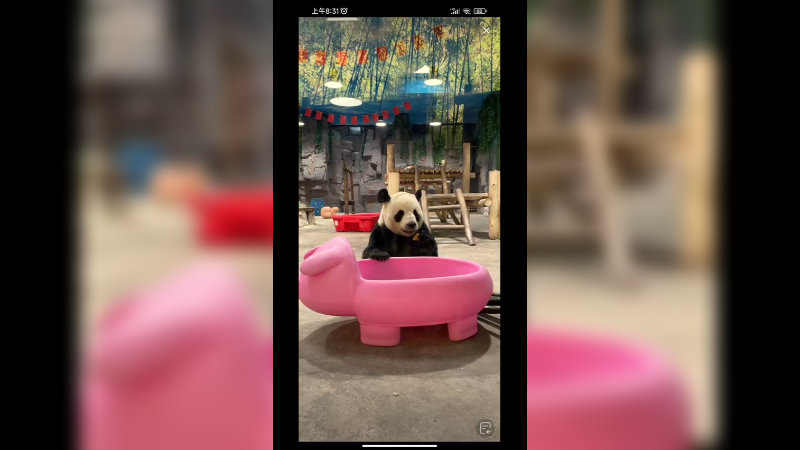 大熊猫吃完竹子就开始散步做标记