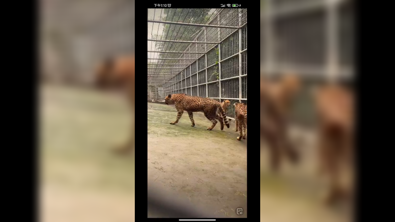 猎豹来回走路，还有点滑差点摔跤