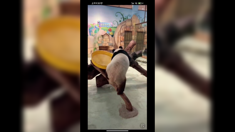 两只大熊猫隔着玻璃互相看，结果吓一跳