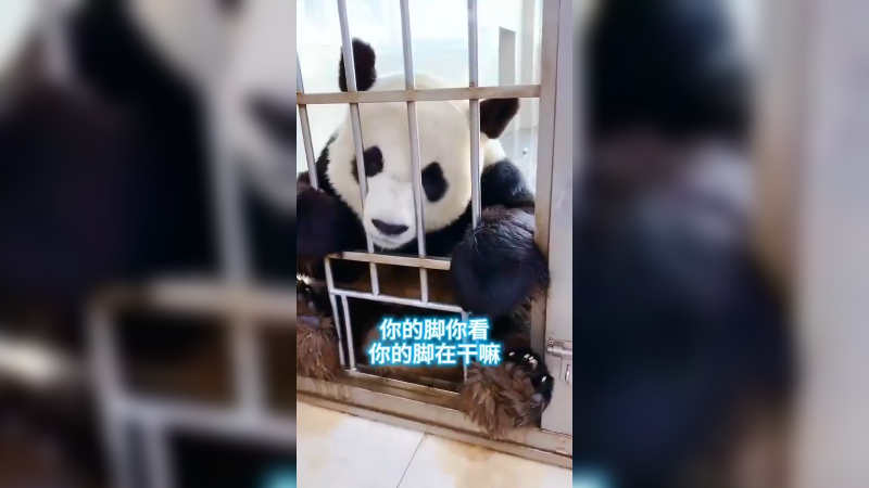 大熊猫金虎好可爱好聪明啊