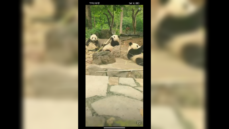 三只大熊猫吃竹子，互不打扰啊