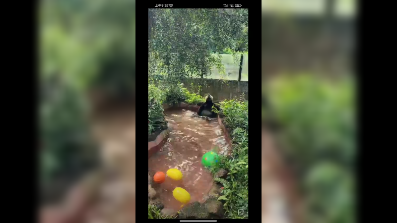 海南三亚的大熊猫坐着泡澡好舒服