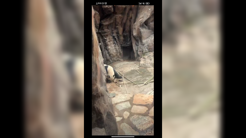 大熊猫萌二在吃竹子叶