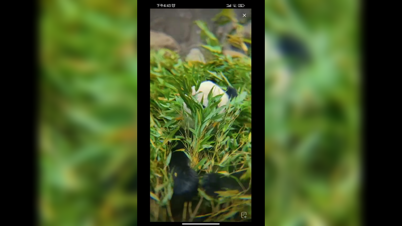 大熊猫萌二吃竹子好可爱啊