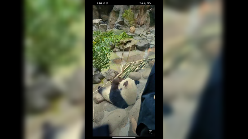 大熊猫小白天在室内安静吃竹子