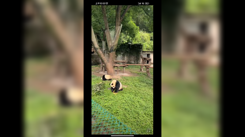 大熊猫户外吃都喜欢好可爱，四喜丸子有意思