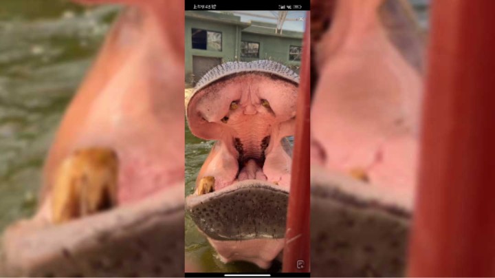 河马的嘴巴真大啊