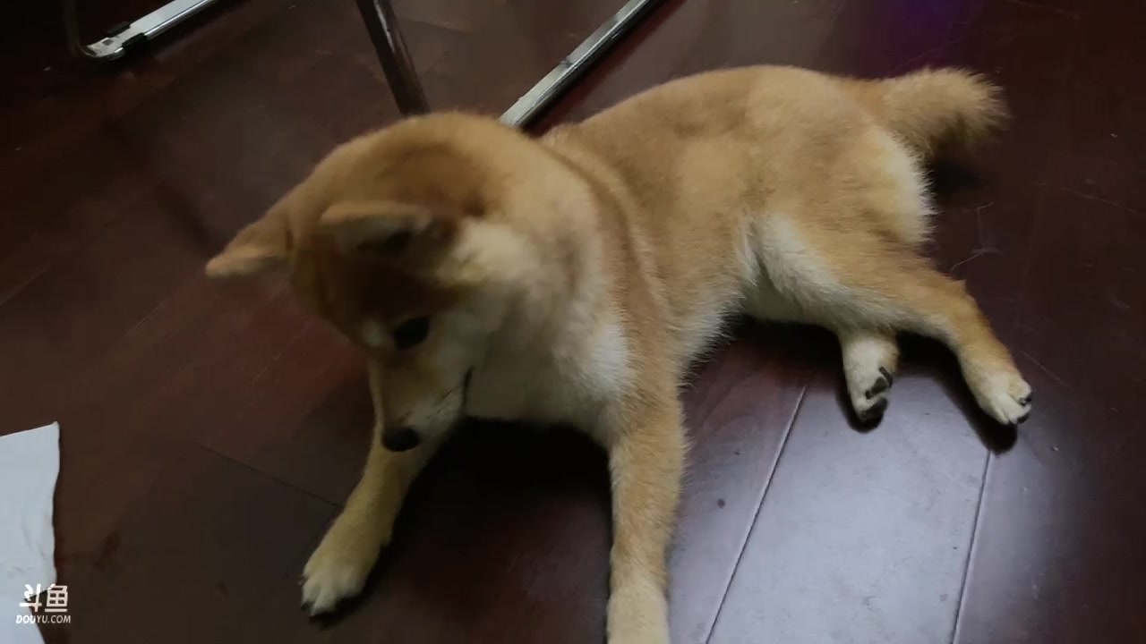 【2023-06-28 19点场】胸肌很大的良小伞：户外！双倍亲密度！巨龙族集合！！