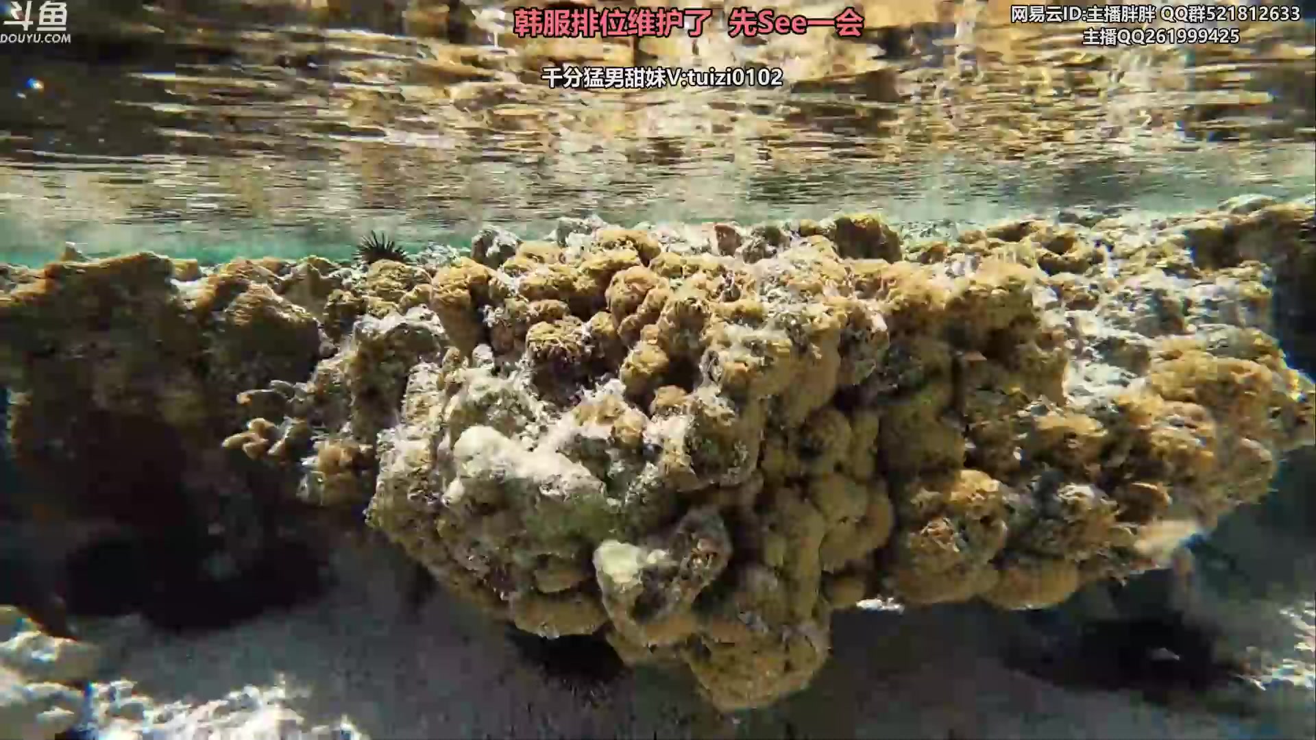 【2023-06-29 02点场】胖胖灬：胖胖OB：EDG强不强啊？小枣排位！