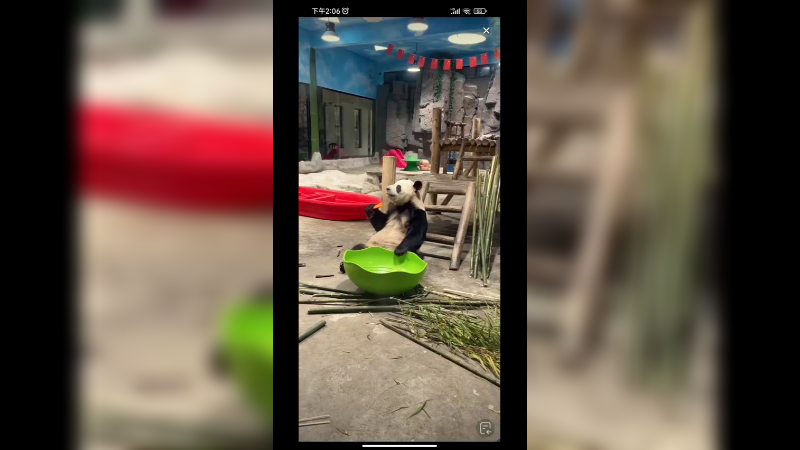 大熊猫坐着吃东西好可爱啊