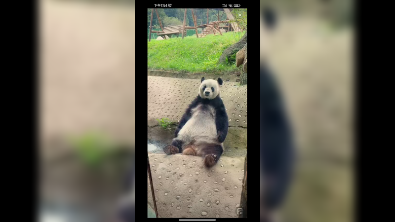 大熊猫坐着微笑好可爱