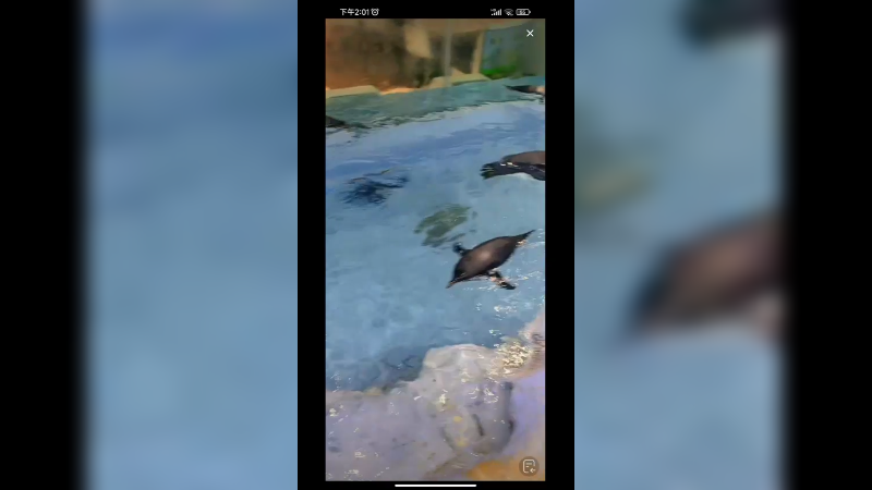 企鹅在室内吹空调还可以游泳，好快乐