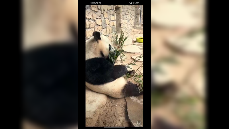 大熊猫在安静的吃竹子