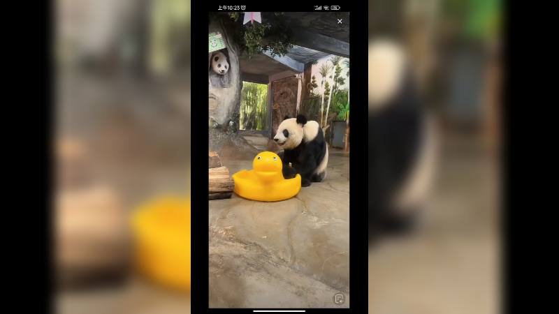 大熊猫坐着吃零食，好快乐啊