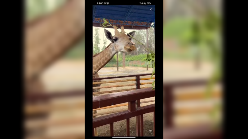 在动物园看长颈鹿吃叶子很好吃啊