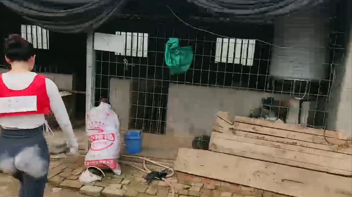 躲猫猫学猫猫上房顶上