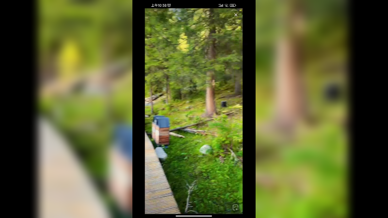 夏天带着狗在新疆穿羽绒服喀纳斯看雪山流水