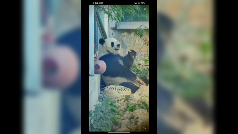 大熊猫萌兰吃都喜欢好可爱的