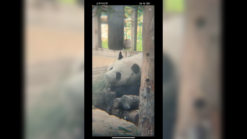 萌兰的妹妹大熊猫萌宝在睡觉，一晃一晃好可爱