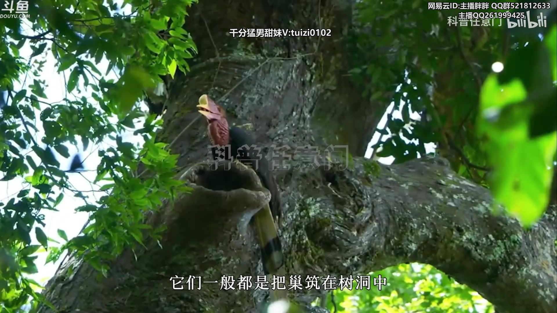 【2023-07-01 03点场】胖胖灬：胖胖OB：TES强啊，亚运很稳信我！