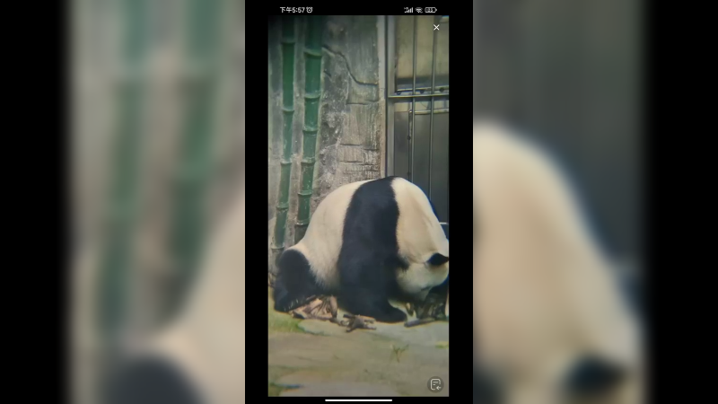 大熊猫萌大吃完竹笋还想吃，一直在吃竹笋壳