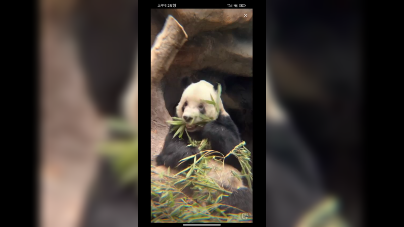 大熊猫萌二在吃竹子叶，好老实