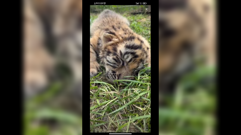 小老虎吃喝不愁，生活无忧好快乐啊