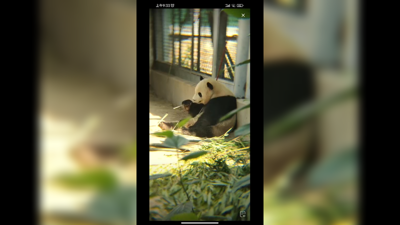 萌兰的妹妹萌玉在安静的吃竹子，好可爱