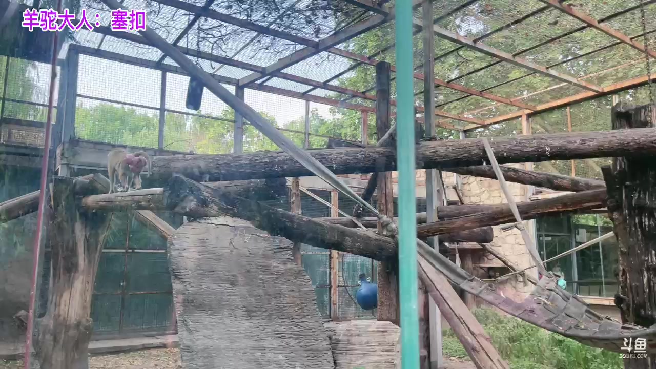 【2023-07-02 16点场】骆歆冲冲冲：骆歆：40度去看萌兰咯