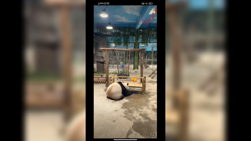 大熊猫坐着吃东西，好可爱的