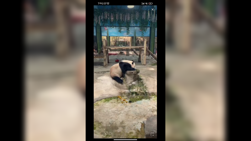 大熊猫吃完就喝水，好可爱，喝水很久的