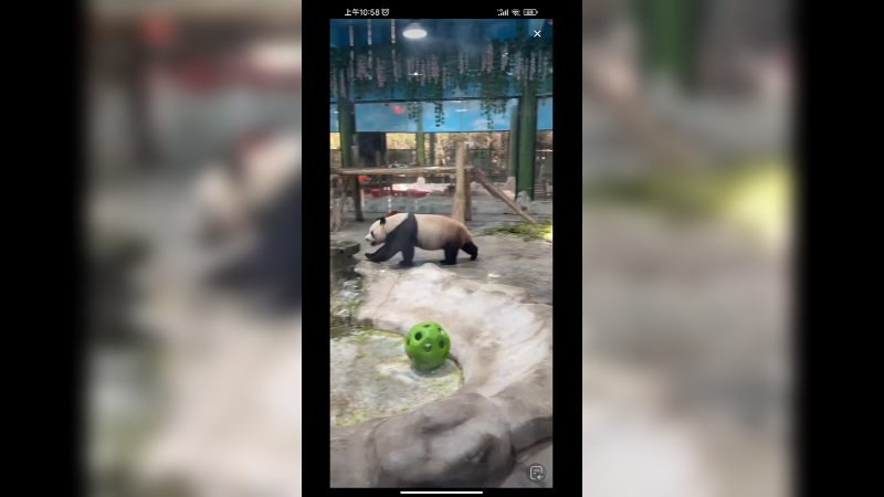 大熊猫在门口来回走想等加餐