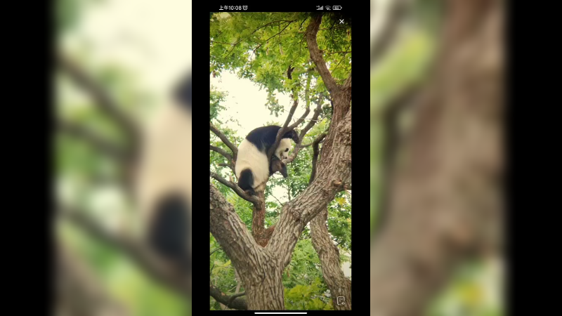 北动挂件小白天今天在树上休息了