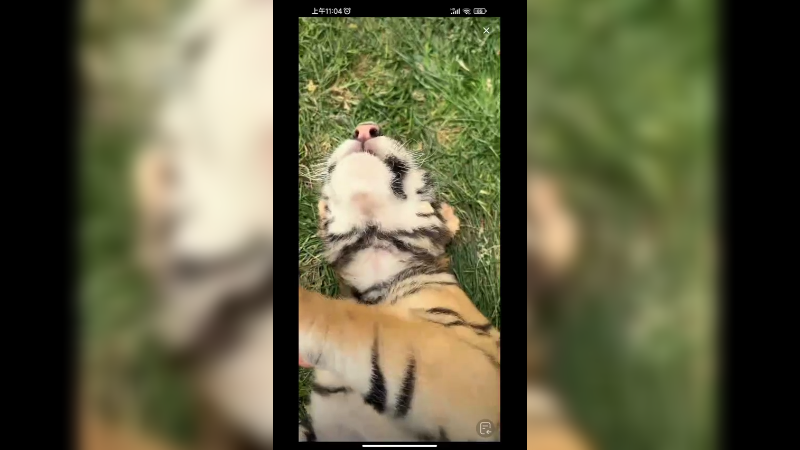 小老虎小的时候好可爱啊