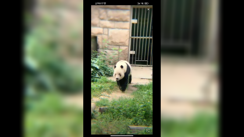 大熊猫萌二在户外开开心心奔跑，真可爱
