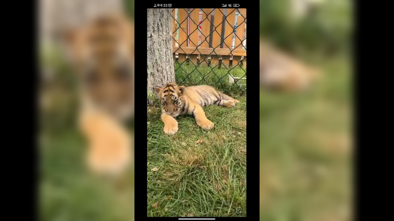 小老虎可爱啊，很喜欢黏人