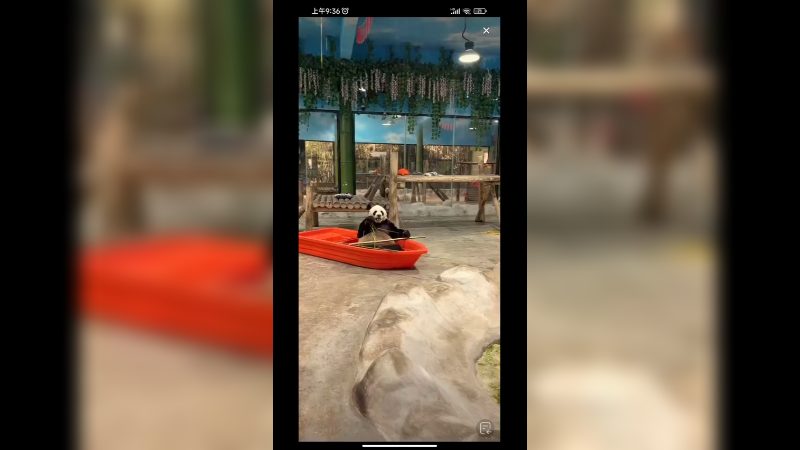 大熊猫坐着吃竹子可爱