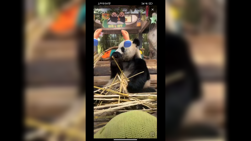 看大熊猫吃竹子好香