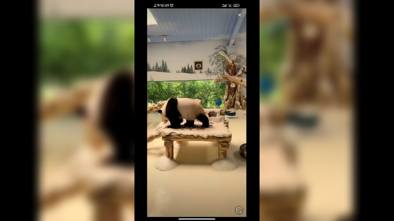 大熊猫吃饱开始散步玩了