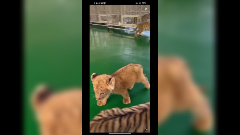 小狮子小老虎和小黑熊一起玩都是好朋友啊