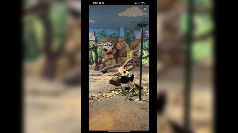 大熊猫吃竹笋美滋滋