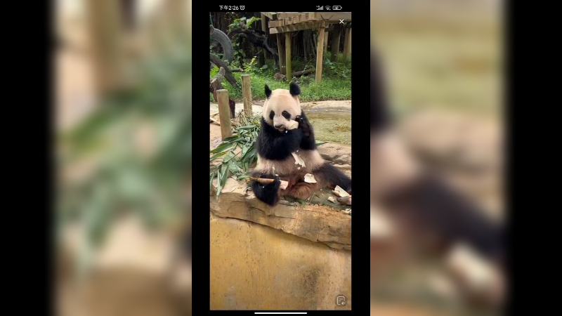 大熊猫坐着吃竹笋，坐姿好舒服