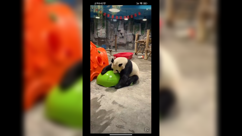 大熊猫坐船上吃竹子好快乐啊