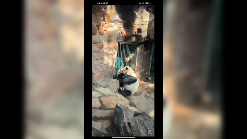 大熊猫萌二在抽血，奶爸给吃的吸引注意力