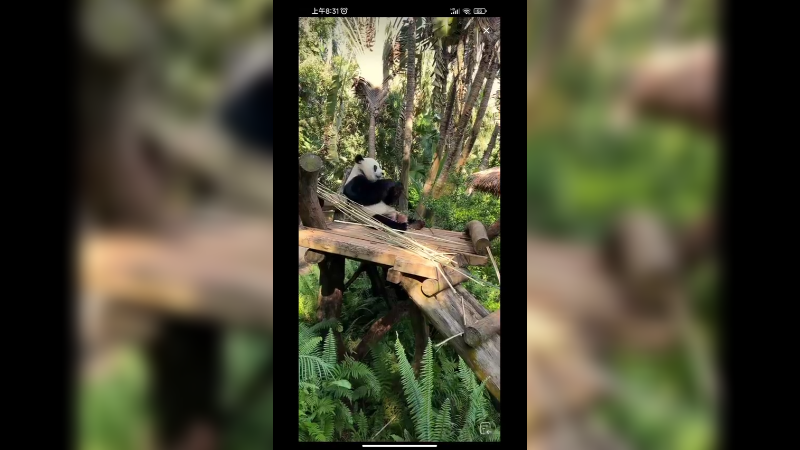 大熊猫坐着吃竹子，享受下午的悠闲
