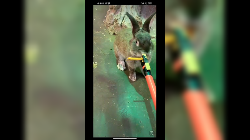 兔子还是很可爱的，就是不黏人